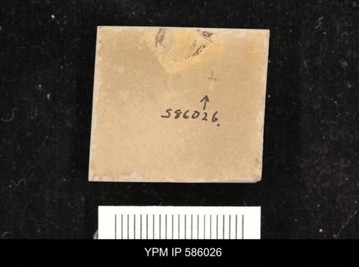 undet. Hymenoptera
