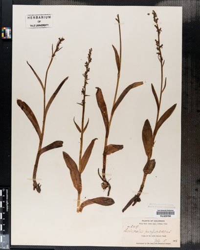 Habenaria