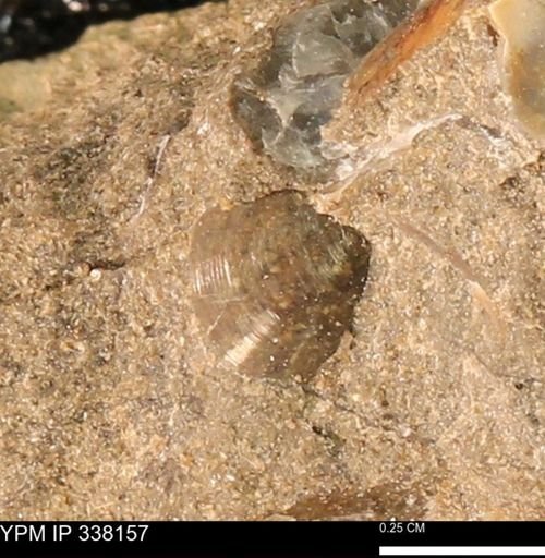 undet. Bivalvia