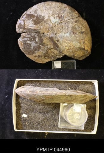 Sphenodiscus lenticularis
