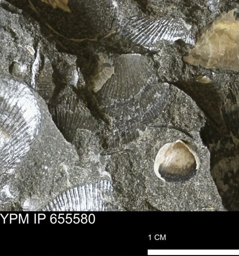 Oxytoma (Hypoxytoma) nebrascana