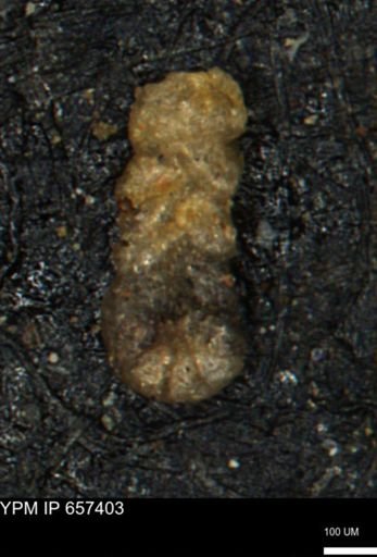 Ammobaculoides whitneyi