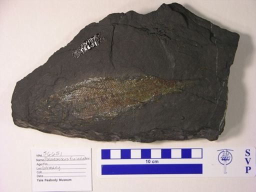 Palaeoniscus freieslebeni