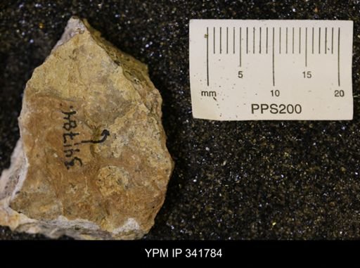 Scaphites?
