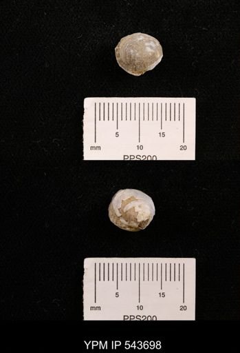 Protocardia sp.