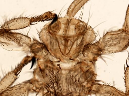 Melophagus ovinus