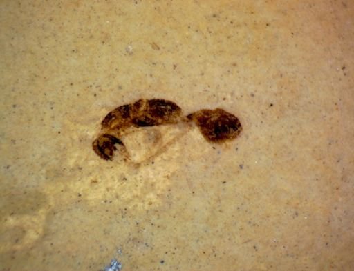 undet. Hymenoptera