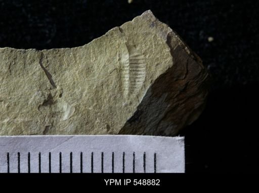 undet. Ptychopariida