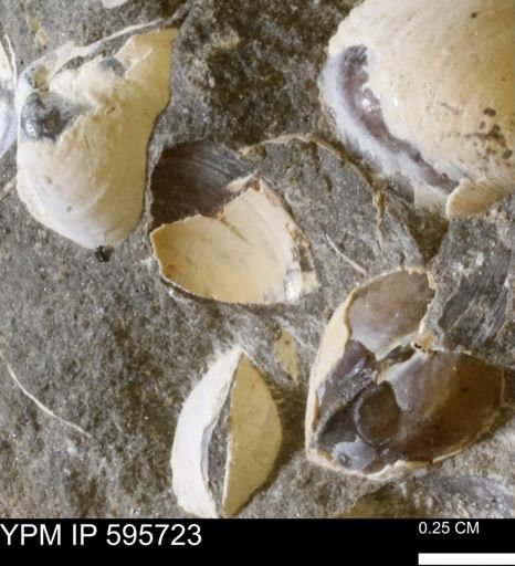 Protocardia sp.