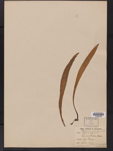 Polypodium
