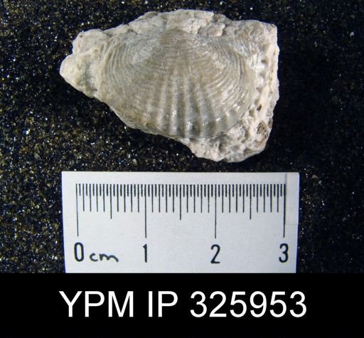 Productus pseudomedusa