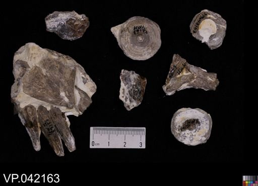 Pachyrhizodus sp.