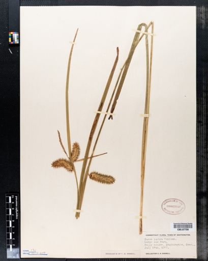 Carex lurida