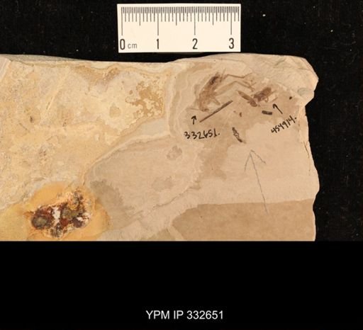 undet. Orthoptera