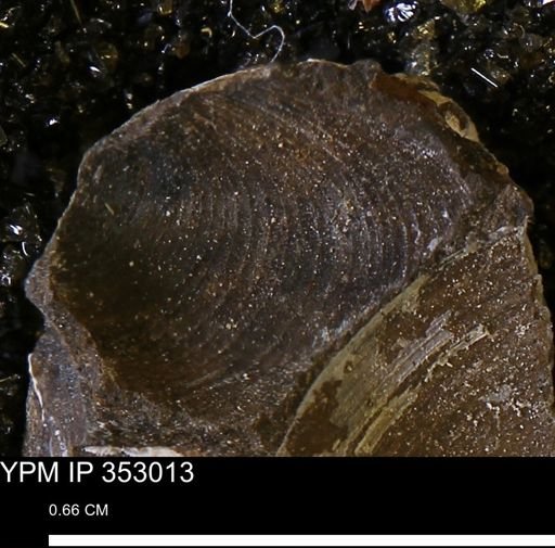 Limopsis striatopunctatus