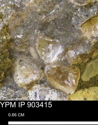 Corbulamella?