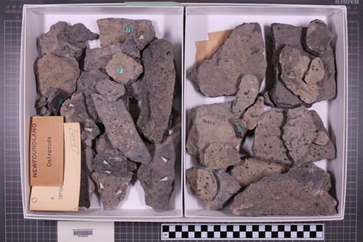 mixed taxa, stratigraphic collection