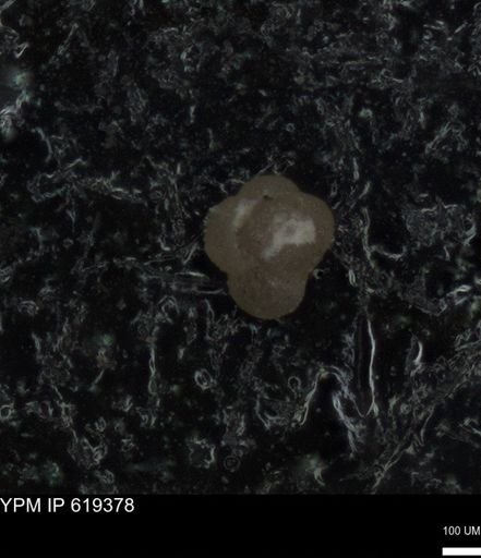 undet. Rugoglobigerinidae