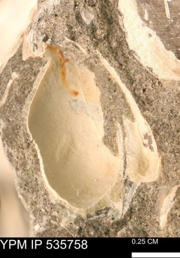 Limopsis striatopunctatus