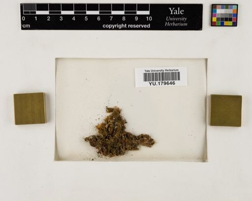 Plantae