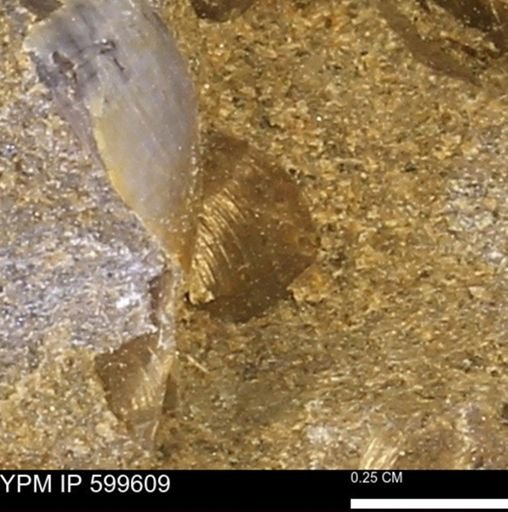 Protocardia subquadrata