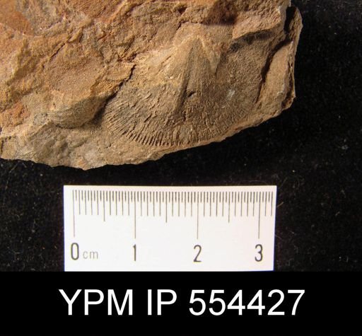 Dalmanella planiconvexa
