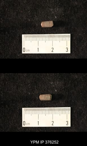 Pseudorthoceras knoxense
