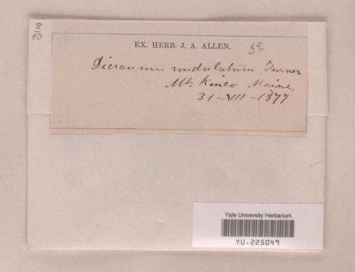 Dicranum undulatum