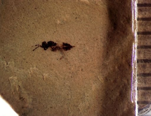 undet. Hymenoptera