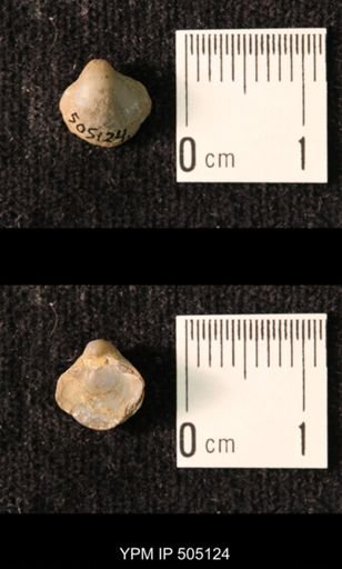 Ambocoelia planoconvexa