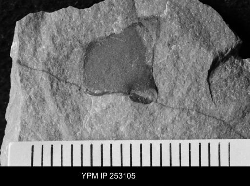 undet. Eurypterida