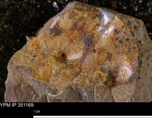undet. Mollusca