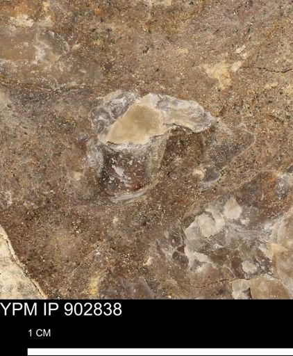 undet. Mollusca