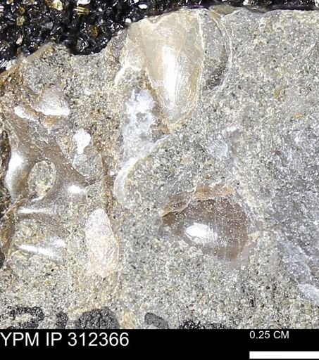 undet. Mollusca