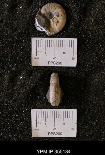 undet. Scaphitidae