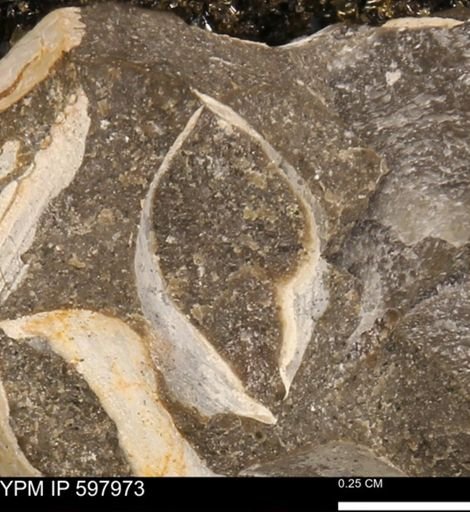 Limopsis striatopunctatus