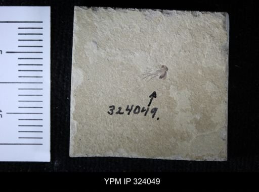 undet. Insecta