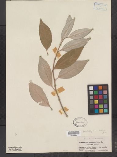 Plantae