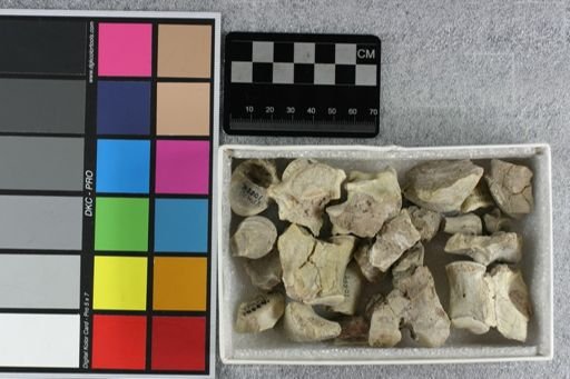 Hyaenodon sp.