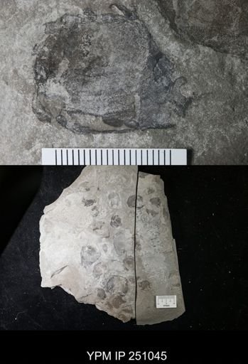 undet. Cephalopoda