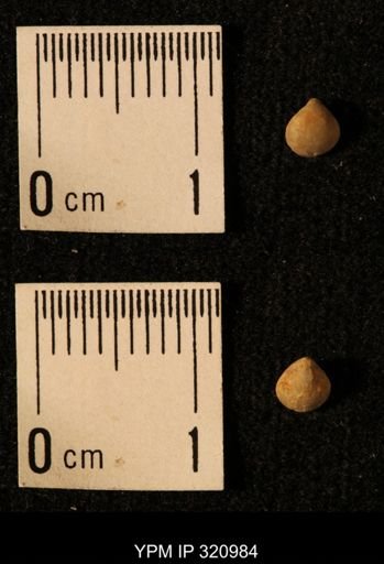 Dielasma elongatum