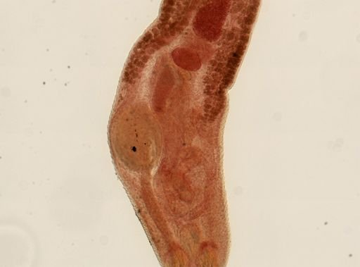 Rhopalias macracanthus