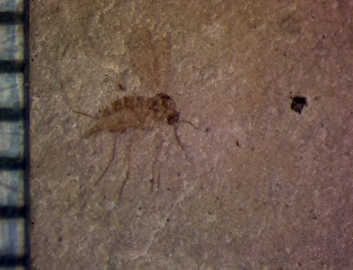 undet. Diptera