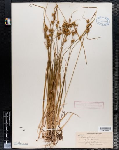 Carex flava