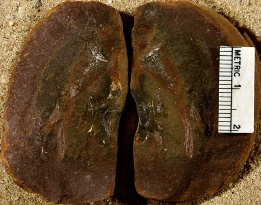 Lepidostrobus sp.