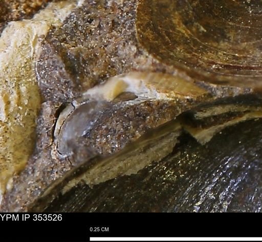 undet. Bivalvia