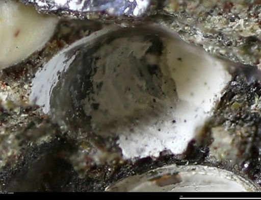 Corbulamella gregaria