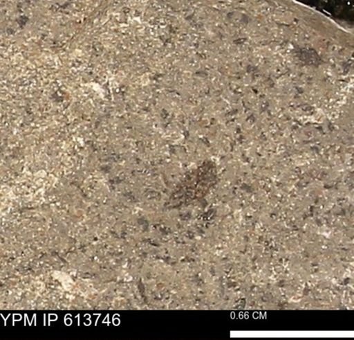 Scaphites sp.