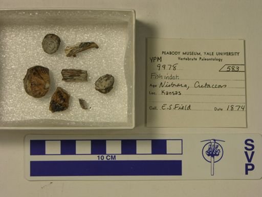 undet. Actinopterygii