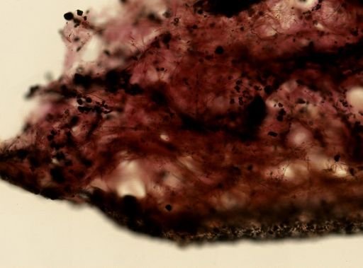 Sarcotragus fasciculatus